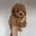 Toy Poodle