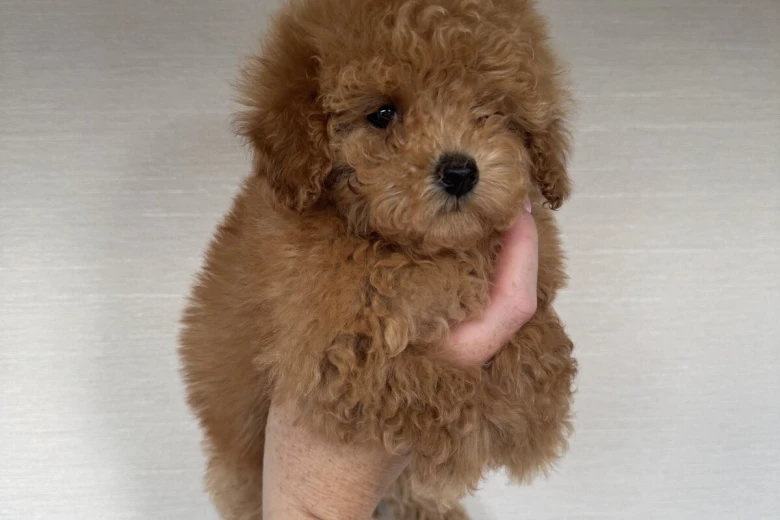 Toy Poodle
