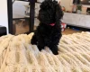 Toy Poodle
