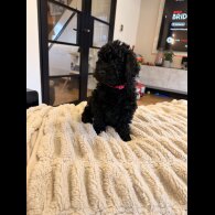 Toy Poodle
