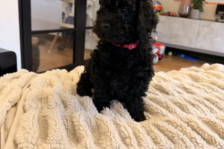 Toy Poodle