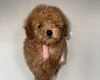 Toy Poodle
