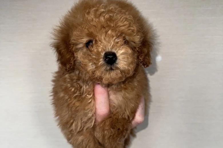 Toy Poodle