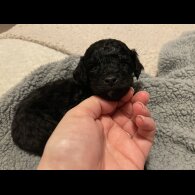 Toy Poodle