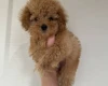 Toy Poodle