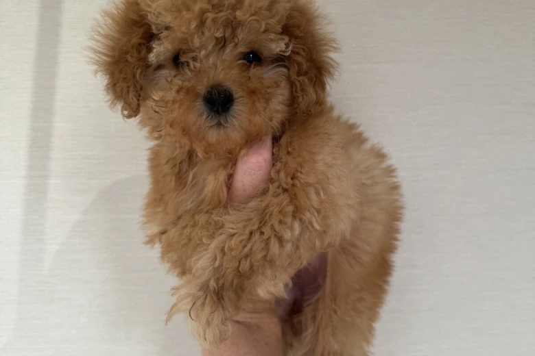 Toy Poodle