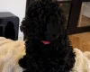 Toy Poodle