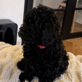 Toy Poodle