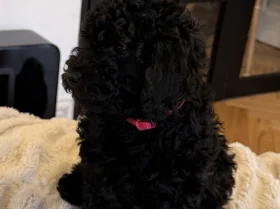 Toy Poodle