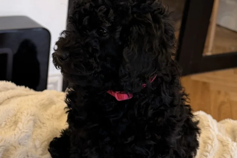 Toy Poodle