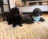 Toy Poodle