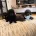 Toy Poodle