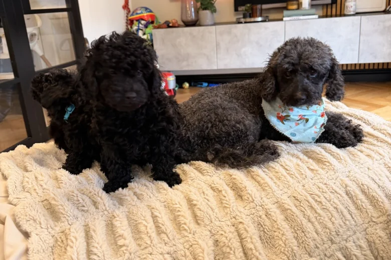 Toy Poodle
