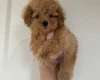 Toy Poodle
