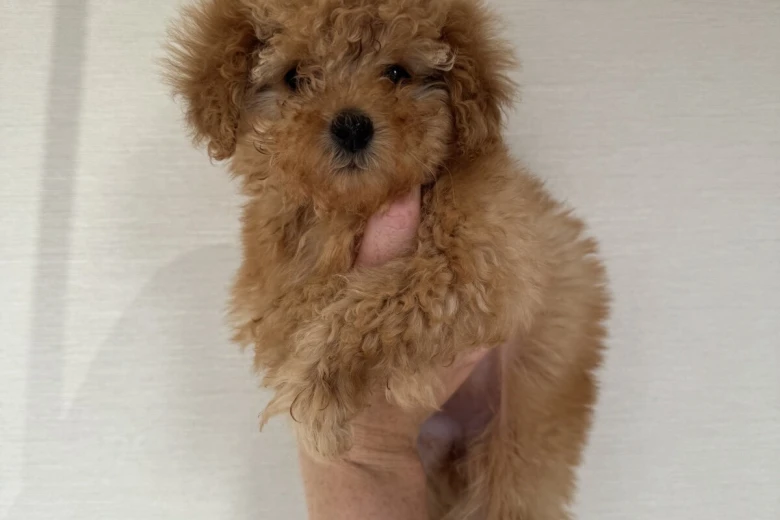 Toy Poodle