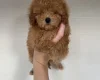 Toy Poodle