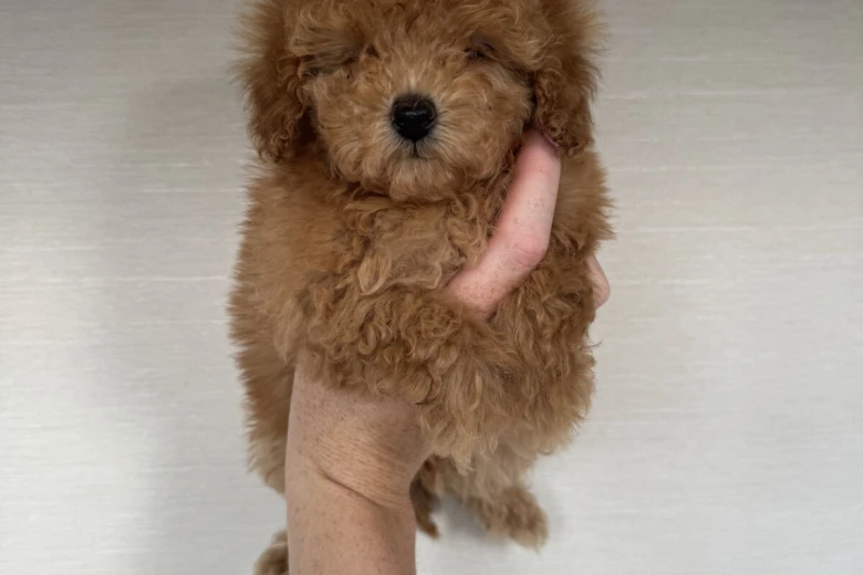 Toy Poodle