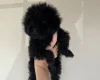 Toy Poodle