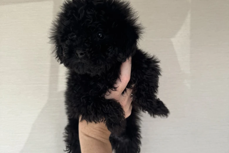 Toy Poodle