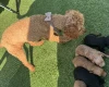 Toy Poodle