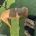 Toy Poodle