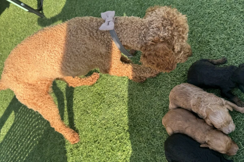 Toy Poodle