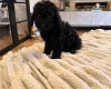 Toy Poodle