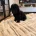 Toy Poodle