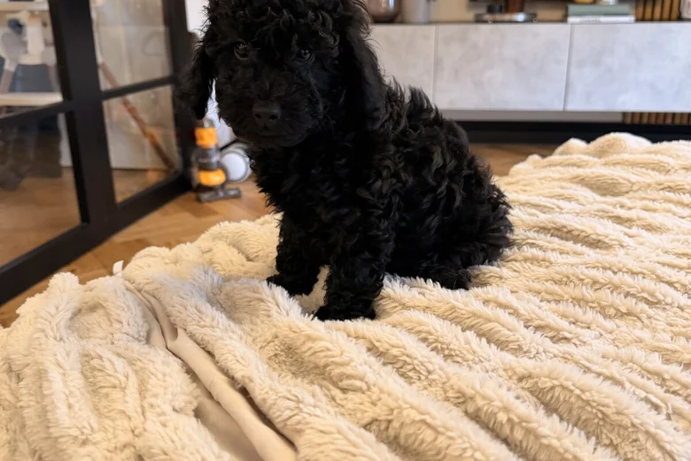 Toy Poodle