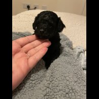 Toy Poodle