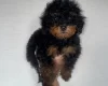Toy Poodle