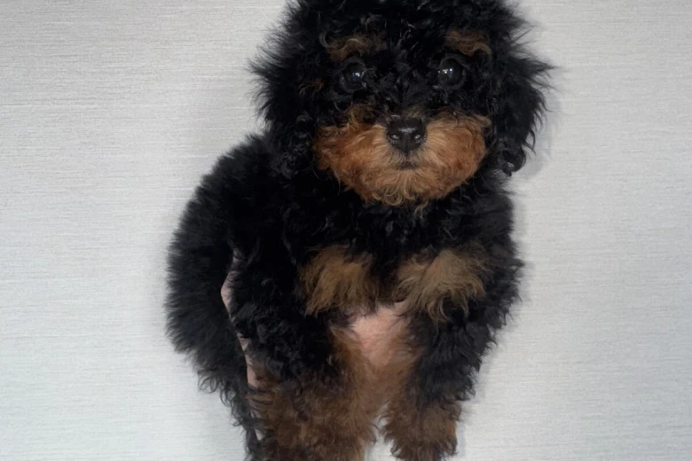 Toy Poodle