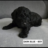 Toy Poodle