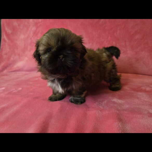 Shih Tzu