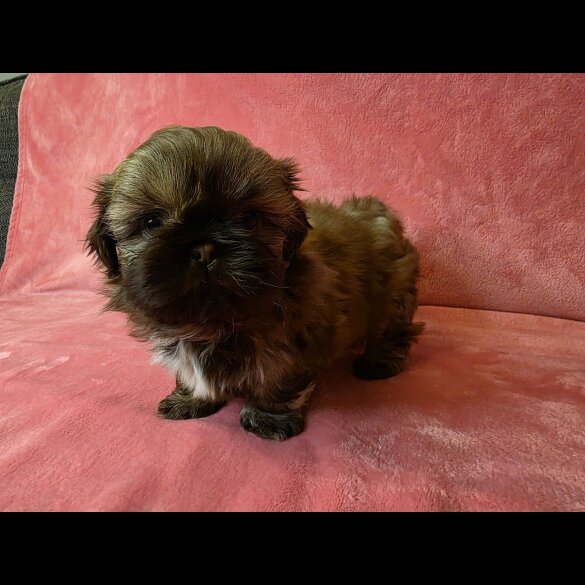 Shih Tzu
