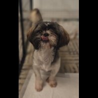 Shih Tzu