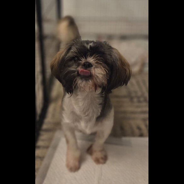 Shih Tzu