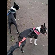 Boston Terrier