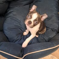Boston Terrier