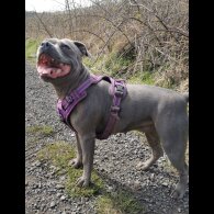 Staffordshire Bull Terrier