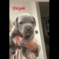 Staffordshire Bull Terrier