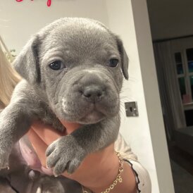 Staffordshire Bull Terrier