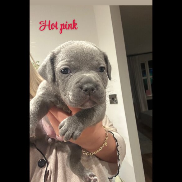 Staffordshire Bull Terrier