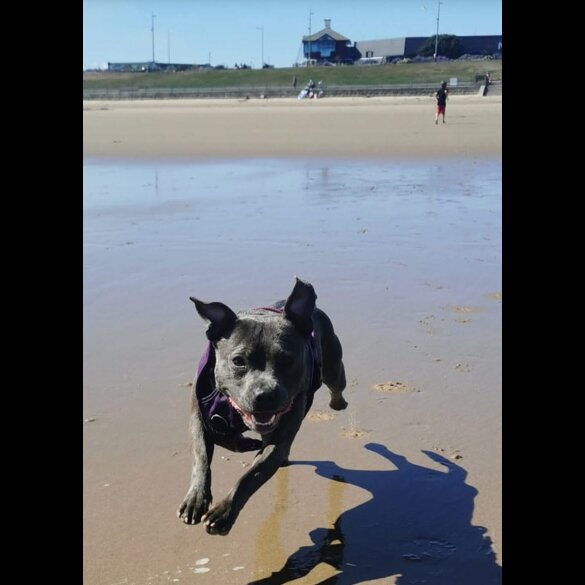 Staffordshire Bull Terrier