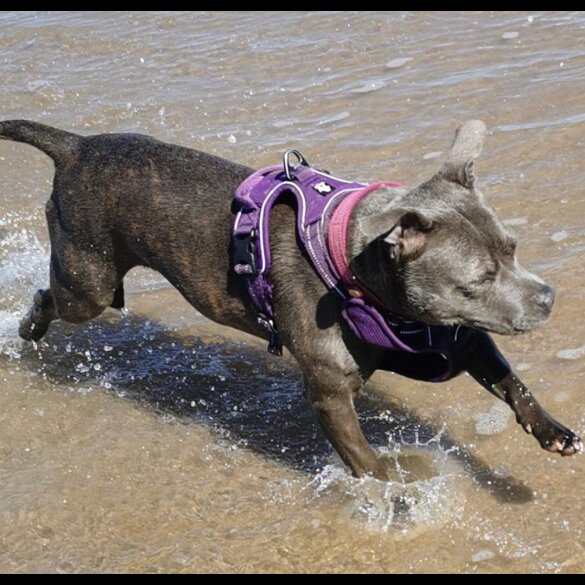 Staffordshire Bull Terrier