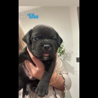 Staffordshire Bull Terrier