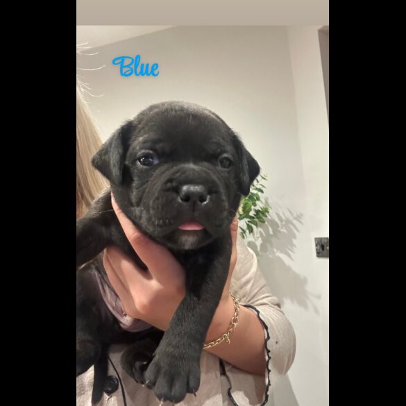 Staffordshire Bull Terrier