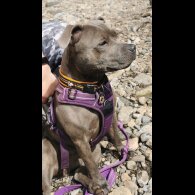 Staffordshire Bull Terrier