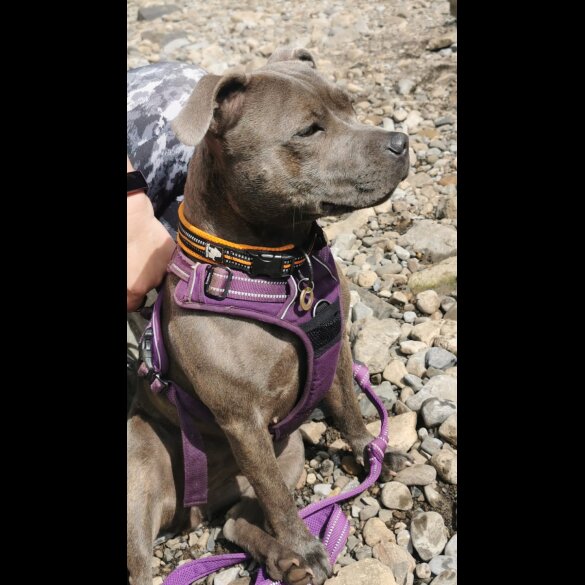 Staffordshire Bull Terrier