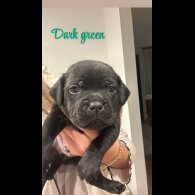 Staffordshire Bull Terrier